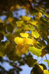 Autumn green yellow heavy foliage