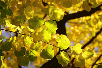 Autumn green yellow heavy foliage