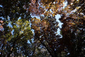 Autumn sky and golden-leaved trees