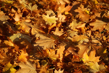 Blanket of fallen maple leaves