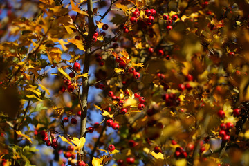 Yellow bushes with red berries