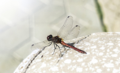 Dragonfly
