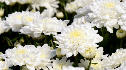 White Chrysanthemum (Dendranthemum grandifflora) in closed-up.