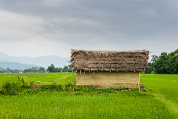 Fototapeta na wymiar Small house and rice fields in Nepal