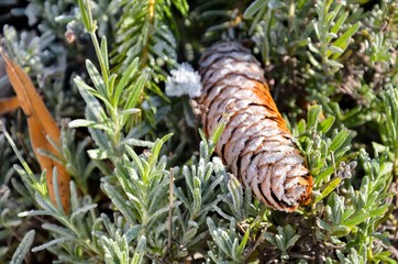 Fichtenzapfen im Schnee