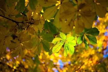 Beautifuly lit Autumn leaves.