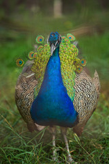 Fototapeta premium peacock.