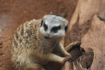 A meerkat near the stem