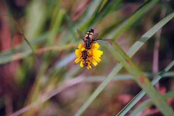Schwebfliegen beim Dinner