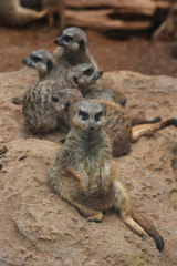 Meerkats in the zoo