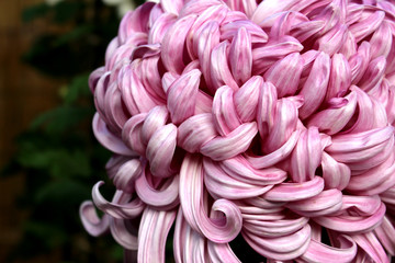 Chrysanthemum