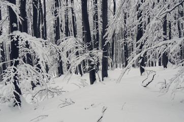 winter in forest with snow covered trees
