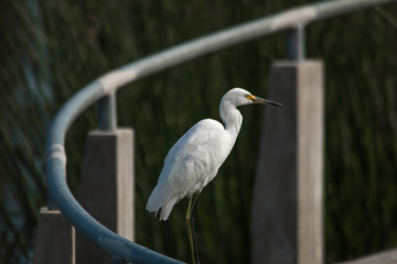 The Snowy Egret is Fishing at Malibu Lagoon
