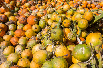 areca nut dried in the sun on the floor