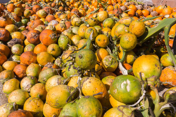 areca nut dried in the sun on the floor