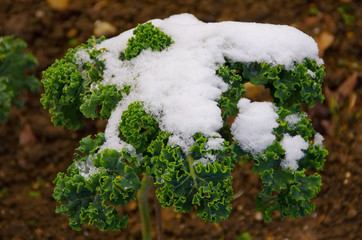 Gr&uuml;nkohl im ersten Schnee in der Nahaufnahme