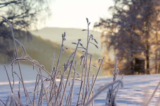 Eiskristalle am Halmen