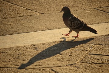 Walking pigeon