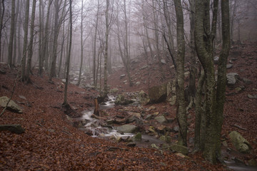 Autumn at river Montseny, Catalonia , Spain