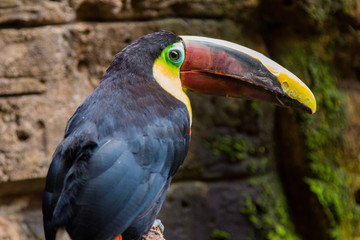 Tucan Toco (Ramphastos toco)