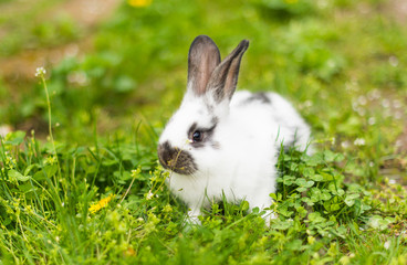 Rabbit in green grass on the farm