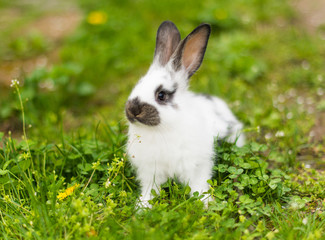 Fototapeta premium Rabbit in green grass on the farm