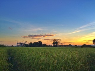 Fototapeta na wymiar ricefield and sunset