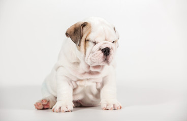 ENGLISH Bulldog puppy on white background