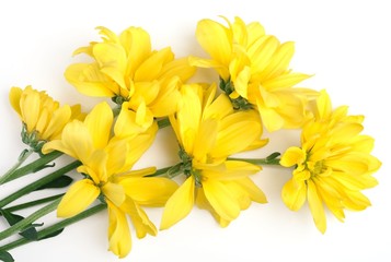 Fototapeta na wymiar Closeup of yellow daisy on the white