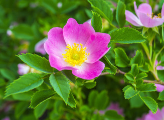 dog-rose