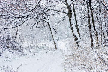 Winter forest during a snowfall