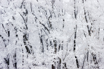 Winter forest