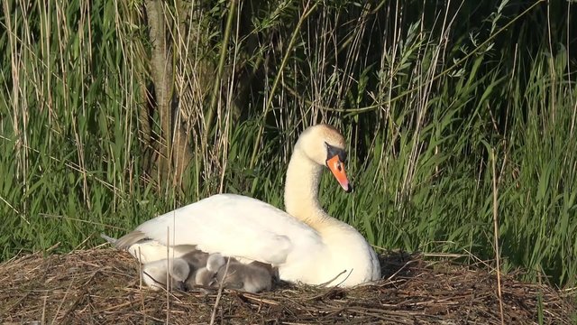 swan with cygnets in the nest