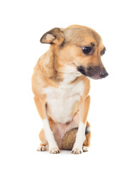 funny doggy on a white background