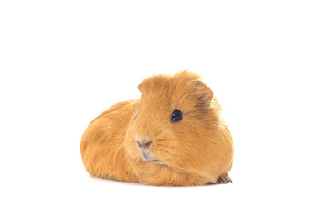 Funny guinea pig on a white background