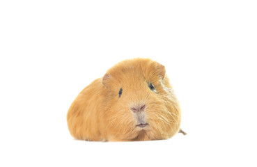 guinea pig looks on a white background