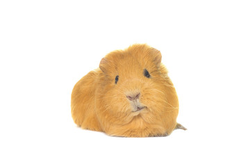 funny snout guinea pig looks on a white background