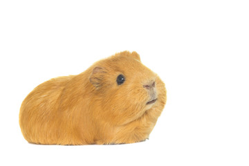 guinea pig looks on a white background