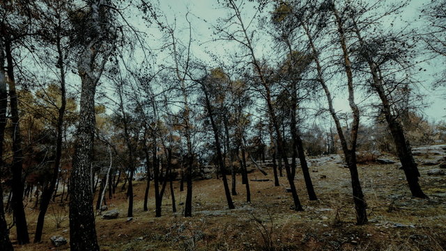 Charred pine trees in autumn forest after the fire,timelapse pan
