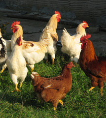 Poultry / Group of roosters and hens.