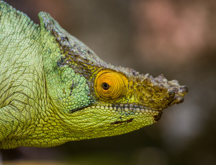 Chameleon sitting on a branch. Madagascar. An excellent illustration. Close-up.