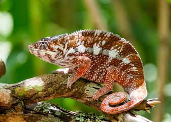 Fototapeta premium Chameleon sitting on a branch. Madagascar. An excellent illustration. Close-up.