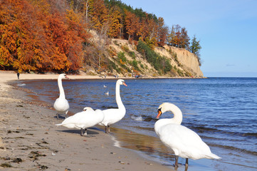 White swans on the Baltic sea coast