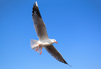 Obraz premium Seagull flying in beautiful sky