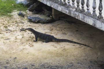 Comodo dragon on the sand, Tioman Island