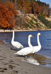 White swans on the Baltic sea coast