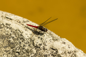 Dragon-fly on stone