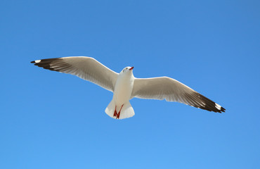 Seagull flying in beautiful sky
