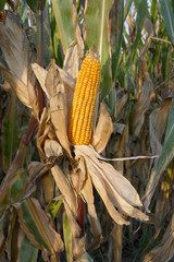 Corn plant ready for harvest