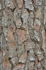 Bark of pine 18